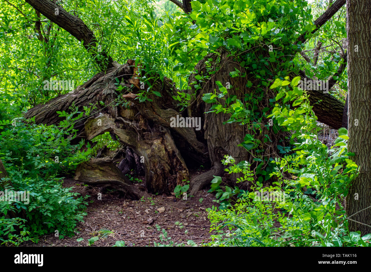 Broken old tree Stock Photo - Alamy