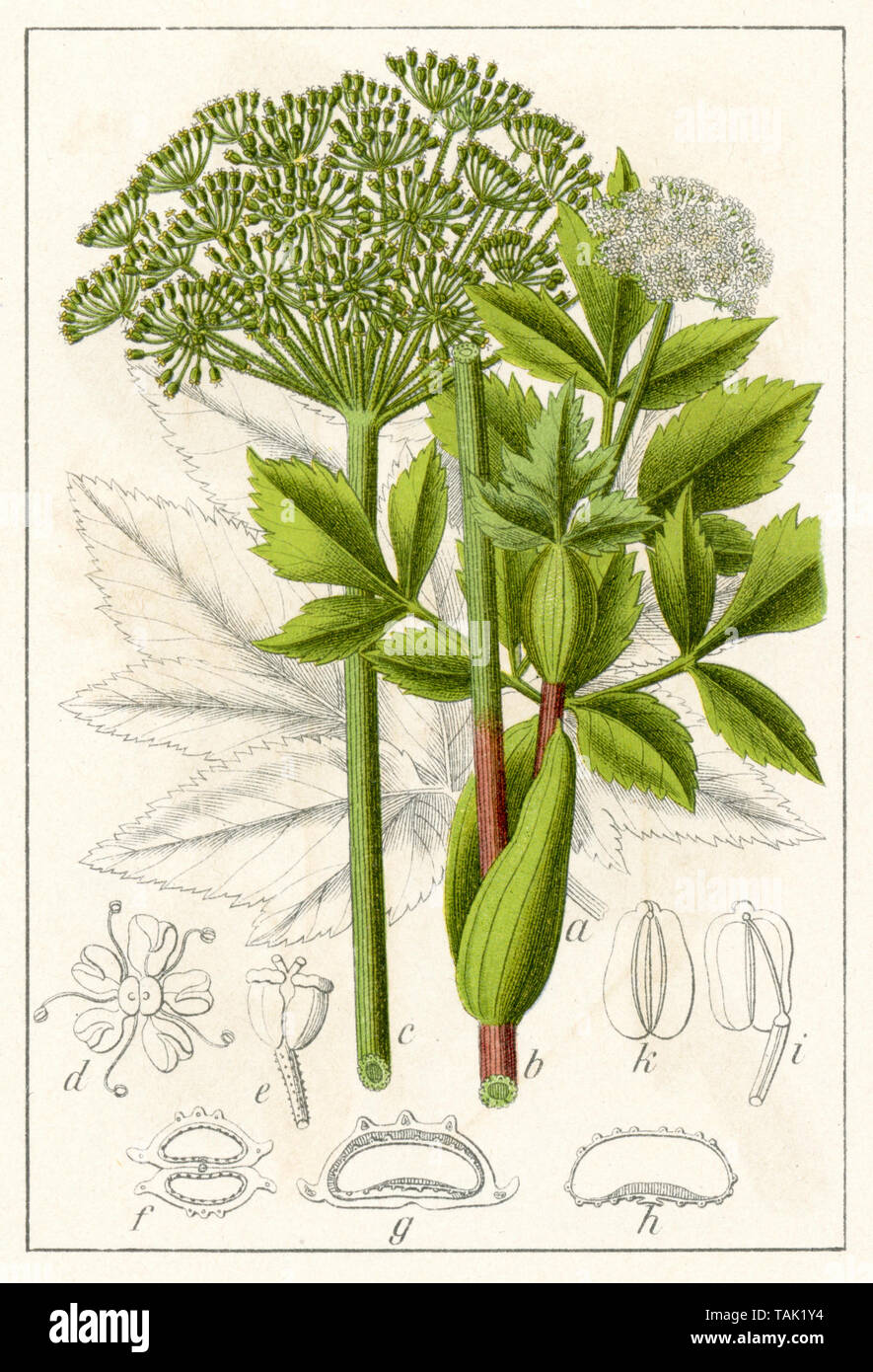garden angelica Archangelica officinalis,  (botany book, 1904) Stock Photo