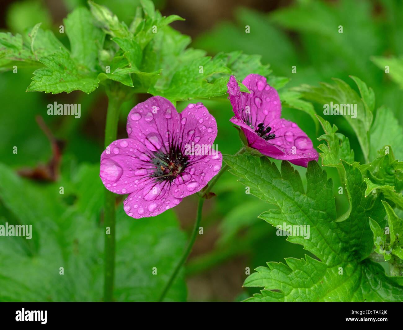 Geranium Procurrens in rain growing in Norfolk Garden June Stock Photo