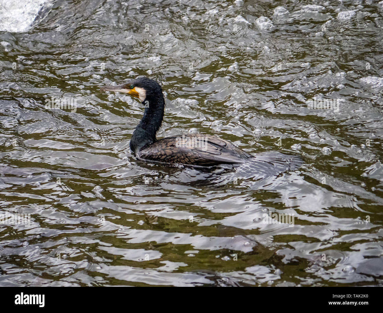 Japanese Cormorant Phalacrocorax Capillatus Swims Through The Sakai
