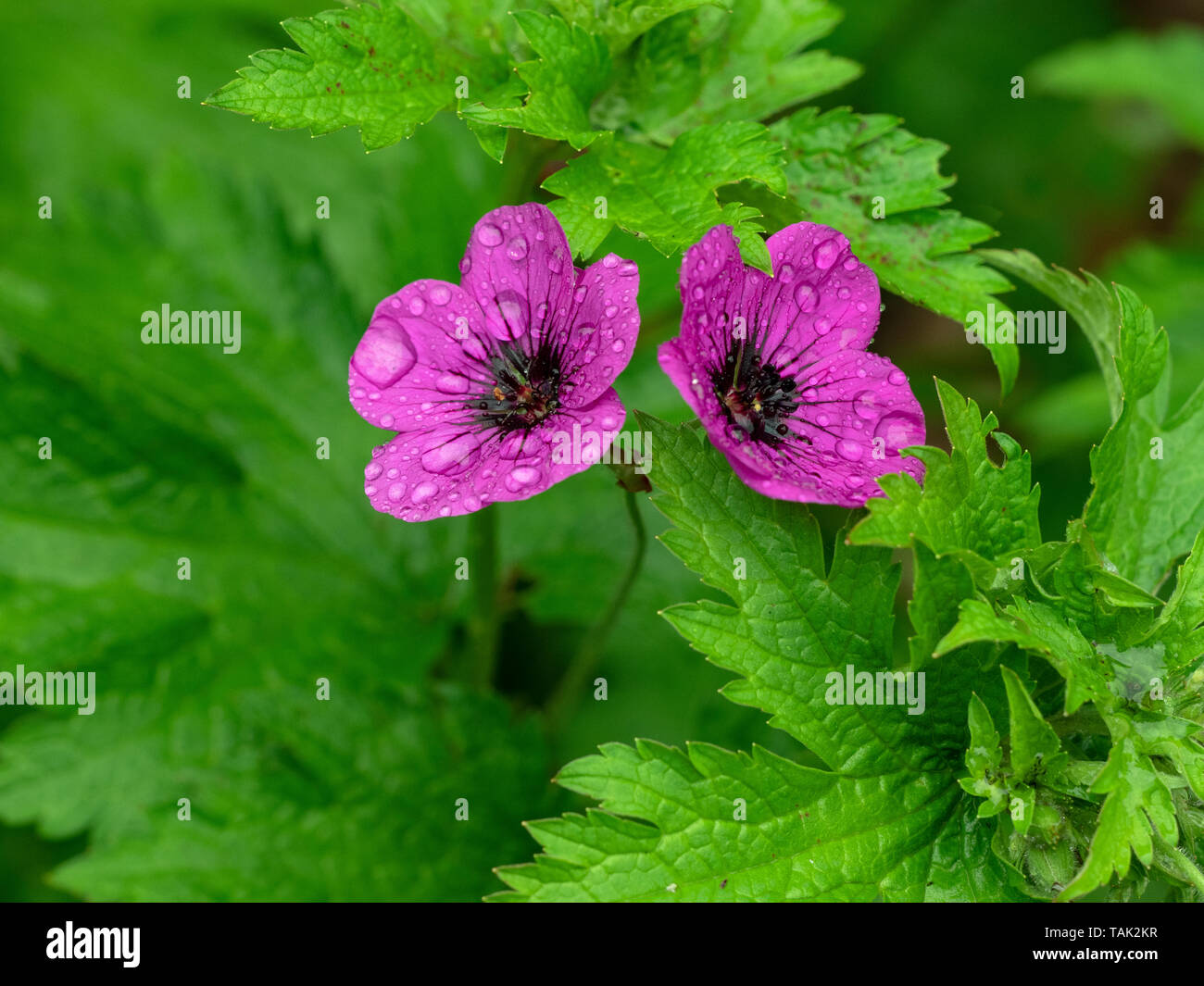 Geranium Procurrens in rain growing in Norfolk Garden June Stock Photo