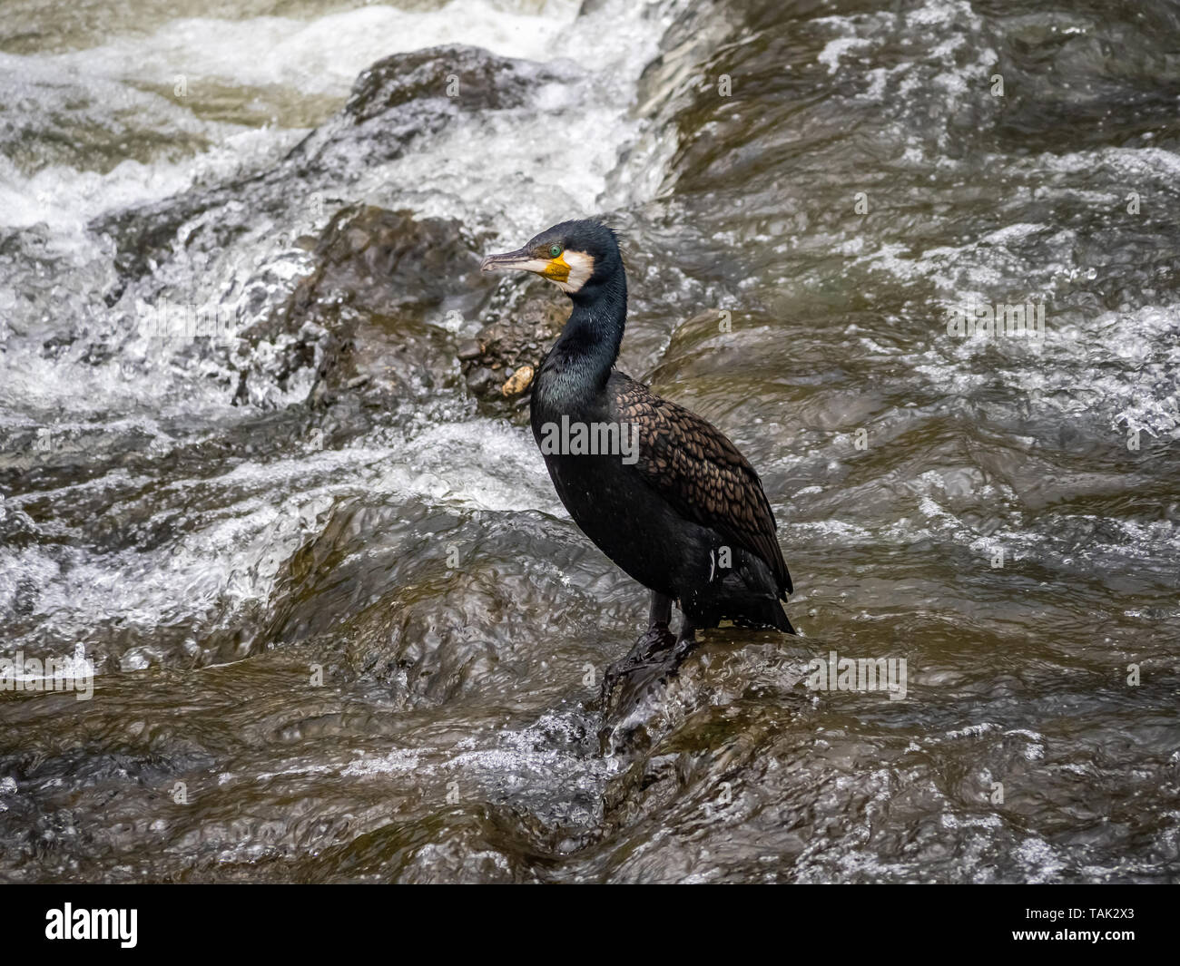 Japanese cormorant, Phalacrocorax capillatus, stands in the Sakai River
