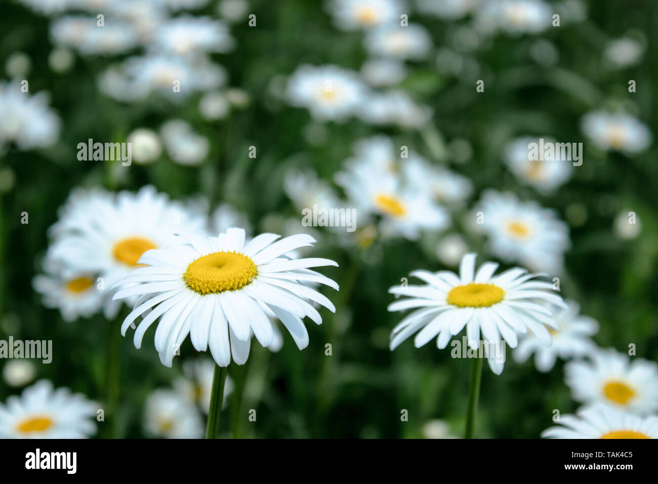 Daisy flower on a green meadow. Selective focus. Stock Photo