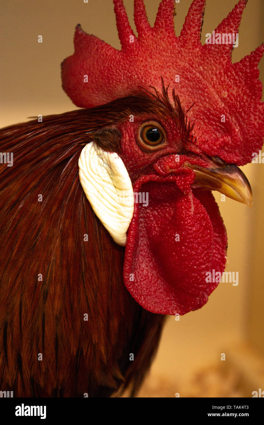 Portrait close up farm chicken rooster with large red head comb and auburn feathers Stock Photo