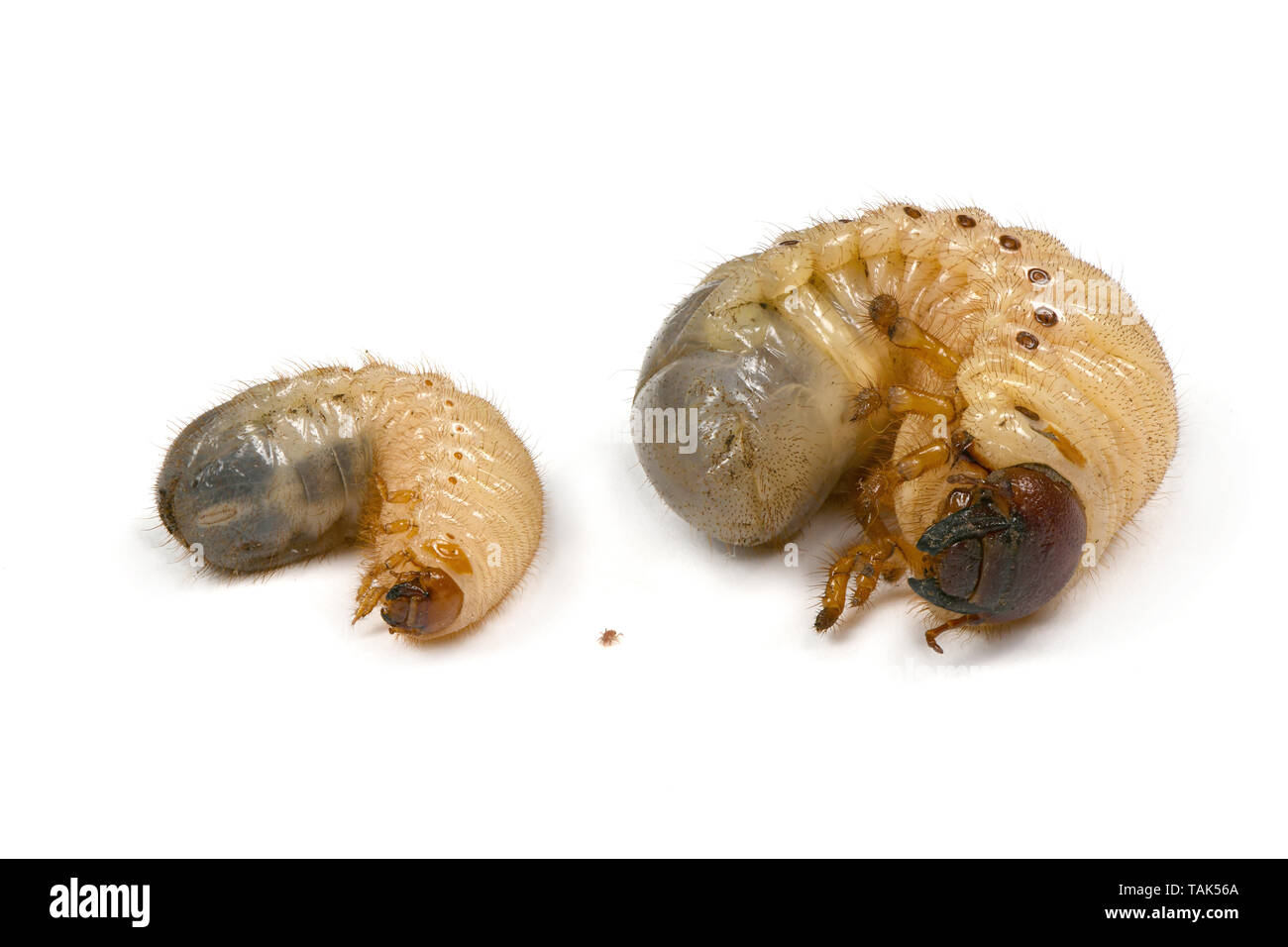 Concept photo larva of two beetles, rhinoceros beetle (Oryctes nasicornis) and may-bug (Melolontha)  and their acarus, parasite of their species, isol Stock Photo