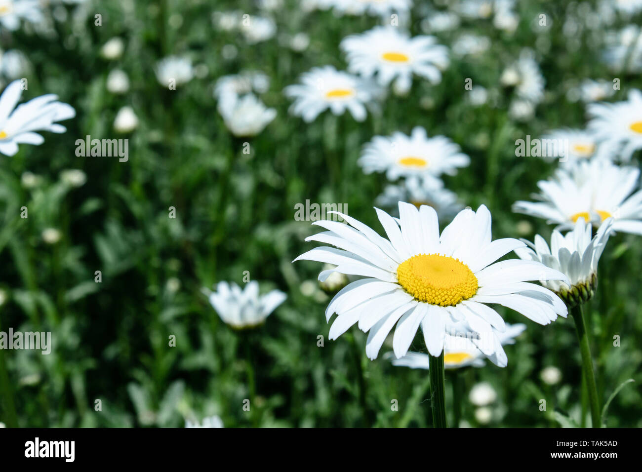 Field of daisies with an emphasis on one flower. Chamomile, chamomile