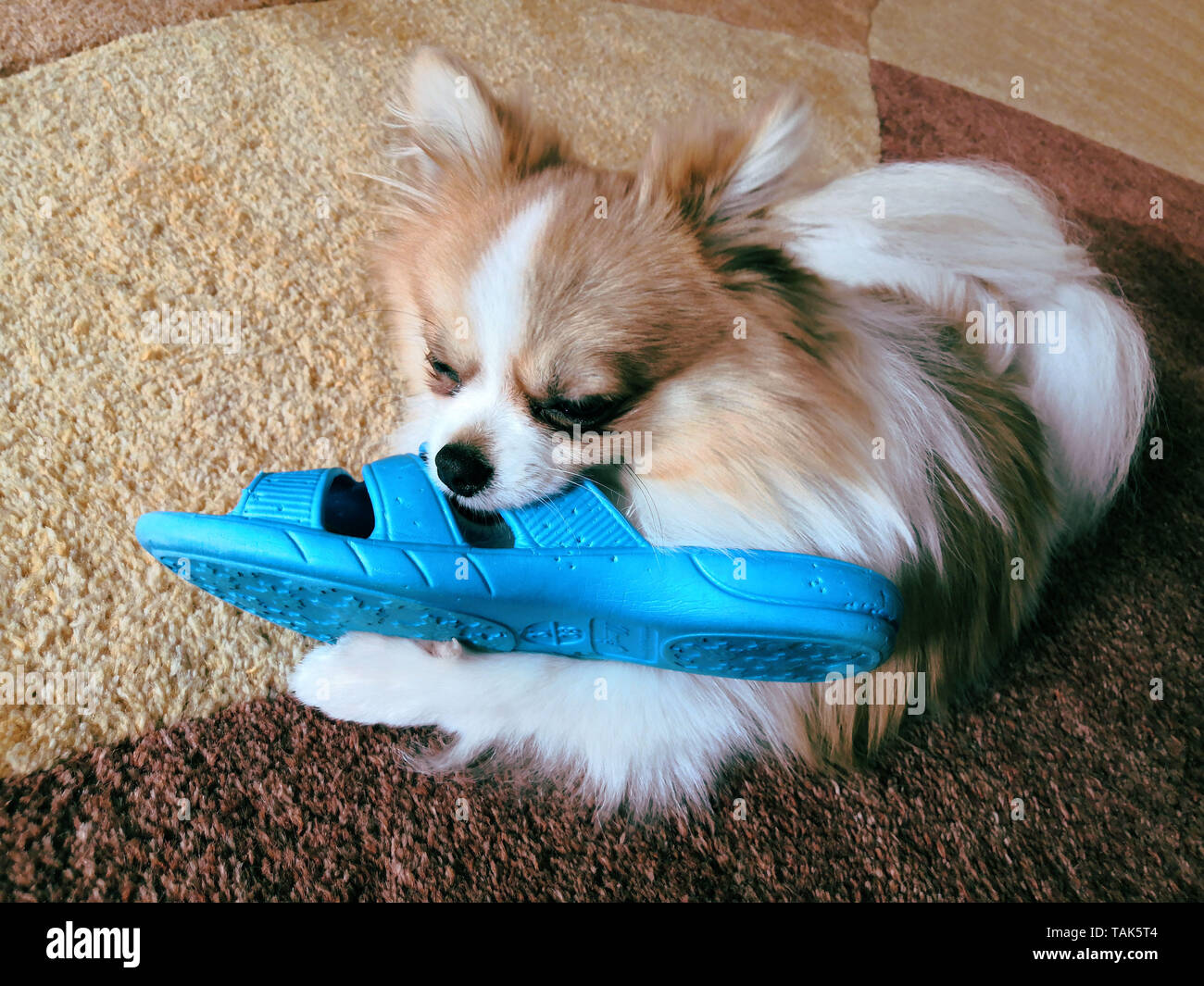 naughty German Spitz who took stole blue Slippers. Stock Photo