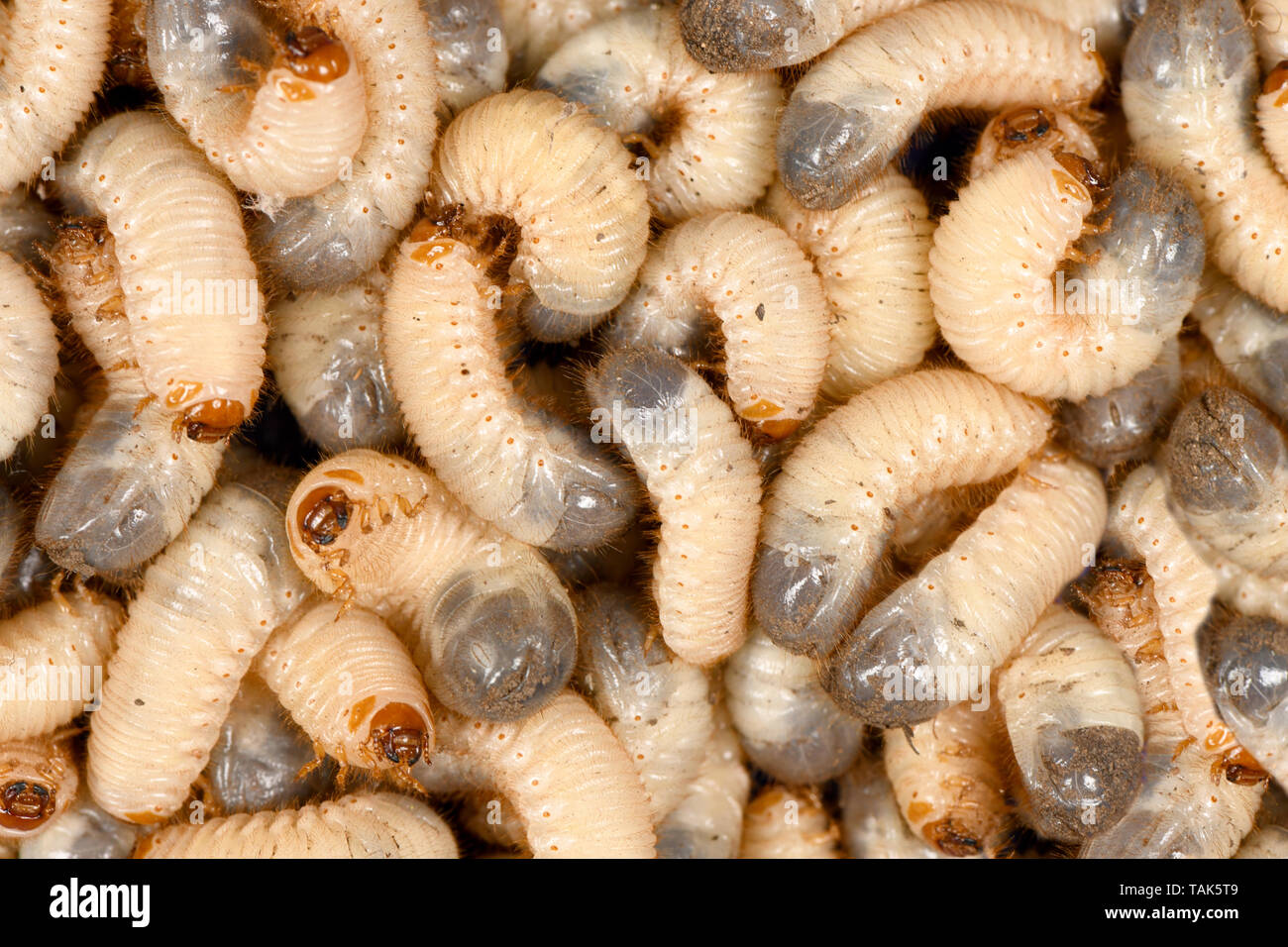 Grub+worm hi-res stock photography and images - Alamy, grub worm 