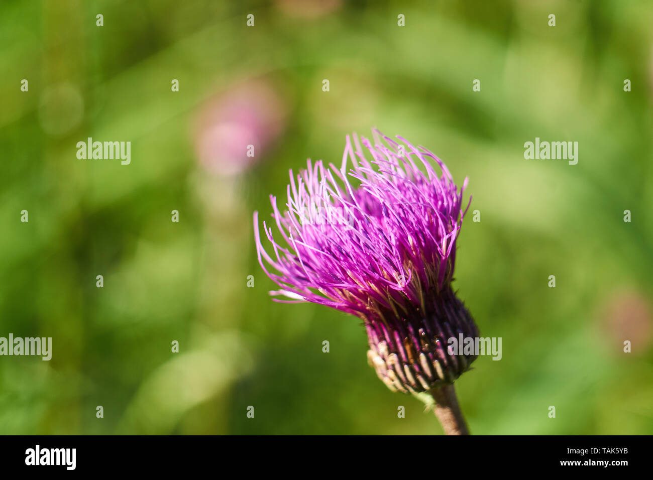 Macro view of the purple flower on the end of the Japanese thistle (Cirsium japonicum) on a summer day in rural Yuzawa, Niigata, Japan. Stock Photo