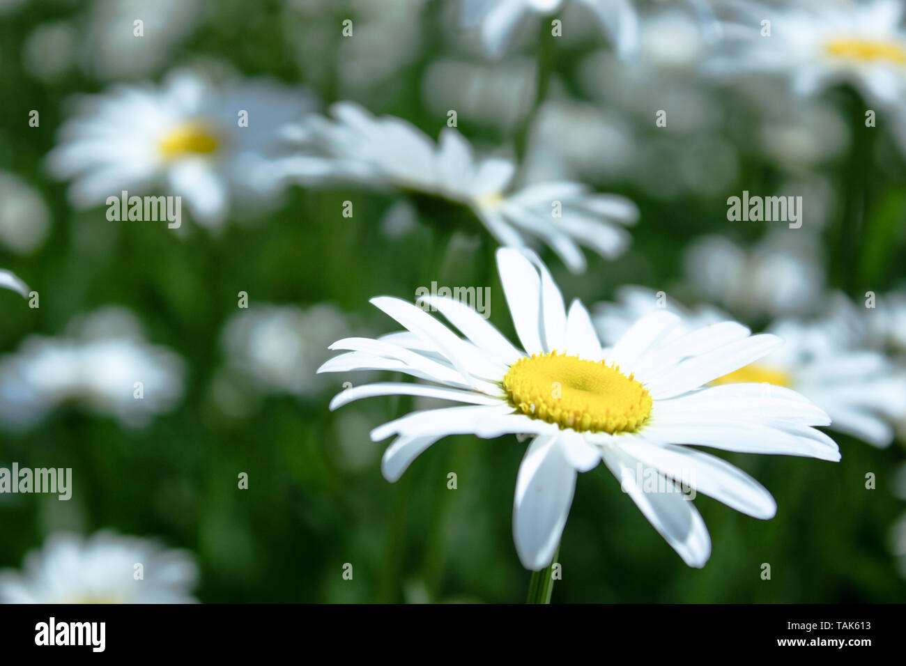Field of daisies with an emphasis on one flower. Chamomile, chamomile