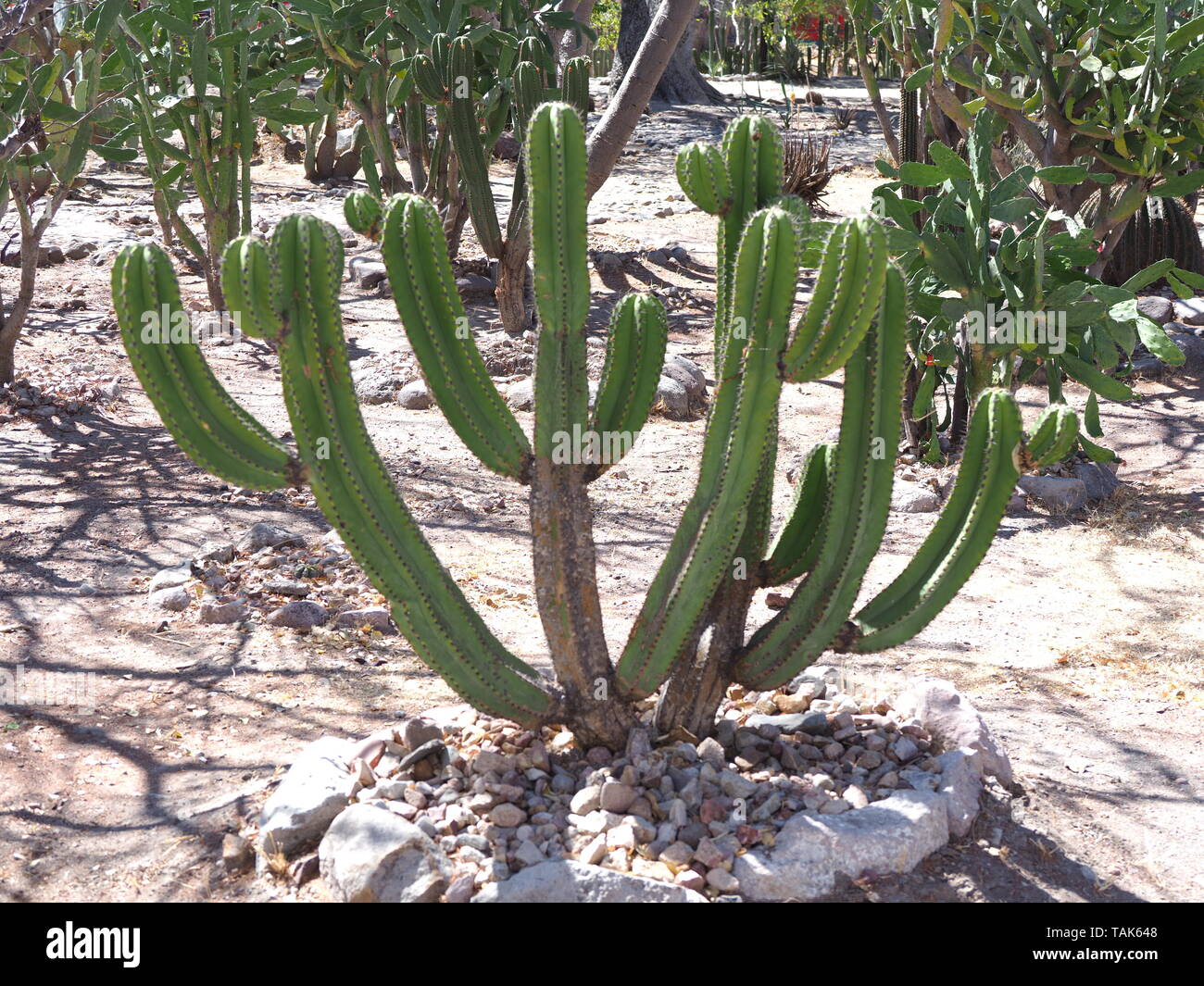 Tropical cactus plants in Mitla city at important archeological site of Zapotec culture in Oaxaca state in Mexico landscapes in 2018 warm sunny winter Stock Photo
