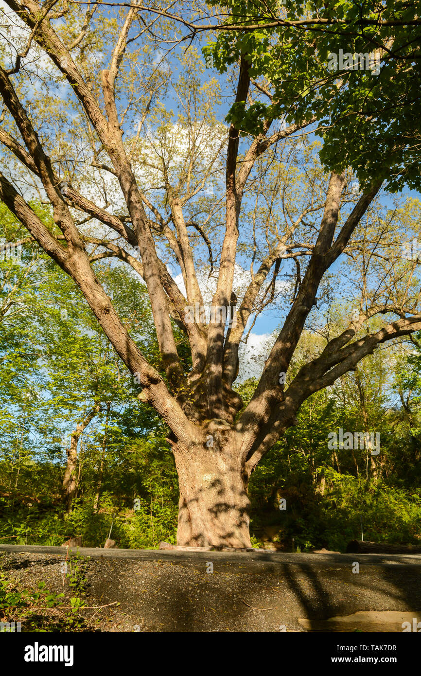 The Dover Oak Tree in Pawling New York Stock Photo