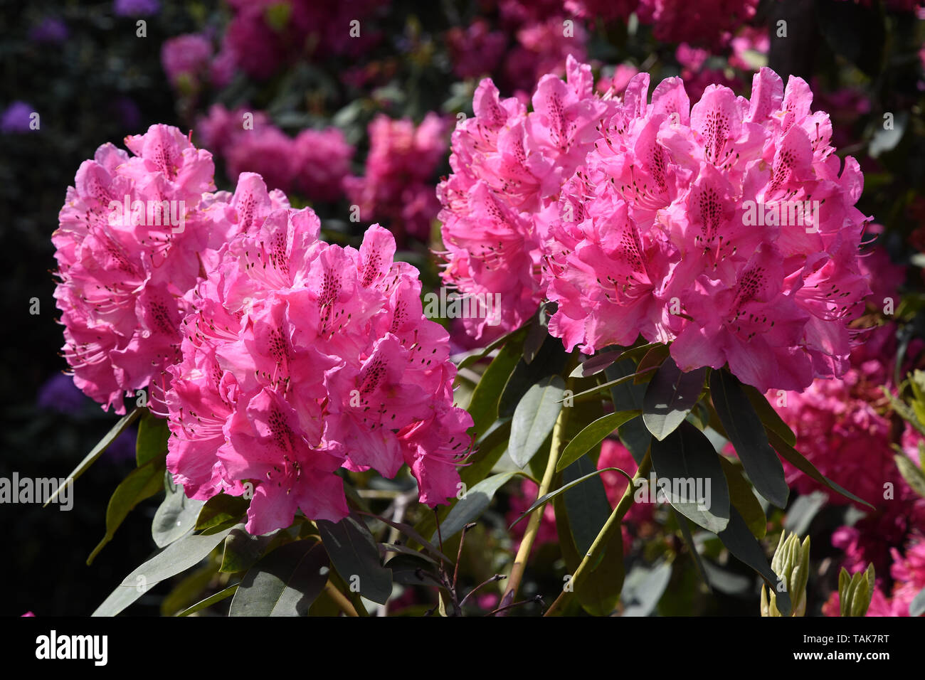 Rhododendrons, Kenwood House, Hampstead, London.UK Stock Photo