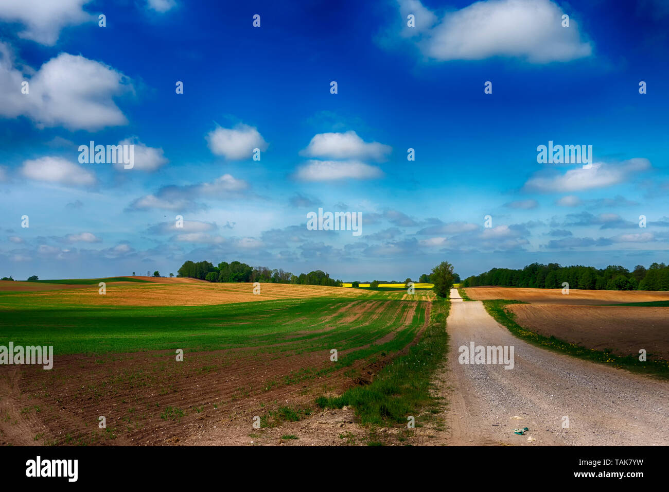 Gravel country road through farm fields passing a crop of bright yellow ...
