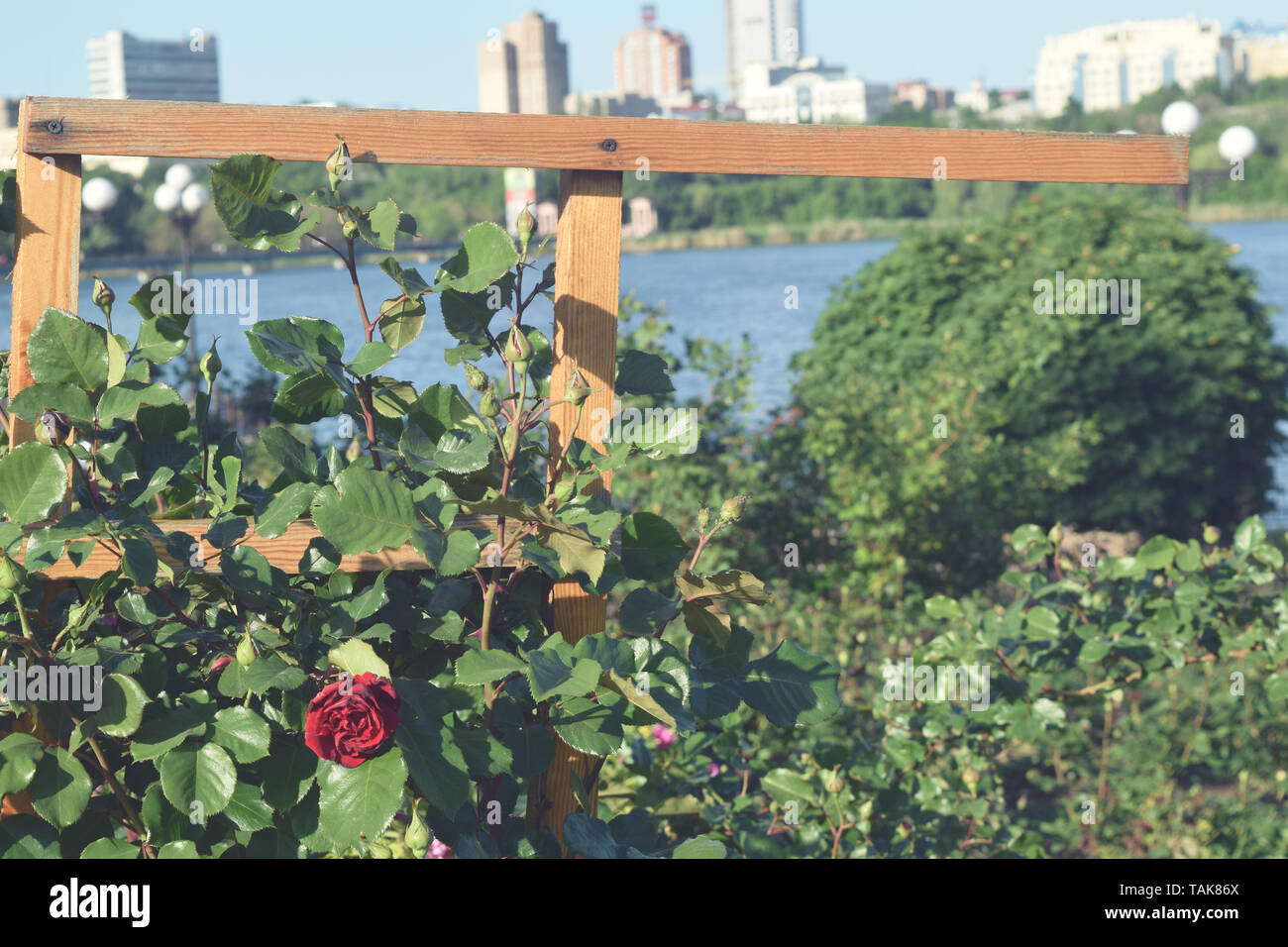 City Park with flowers and trees Summer season Stock Photo - Alamy