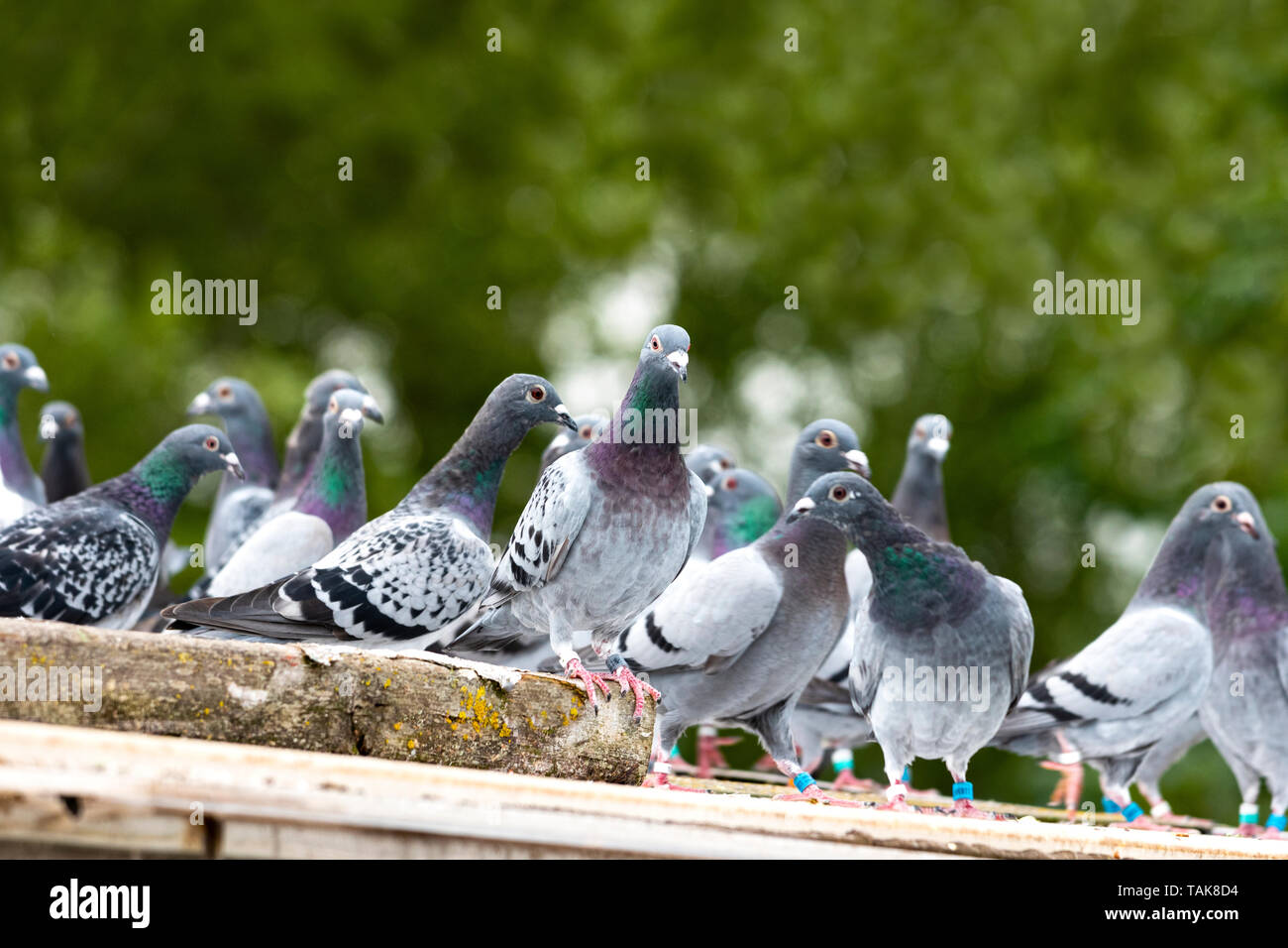 Messenger pigeons hires stock photography and images Alamy