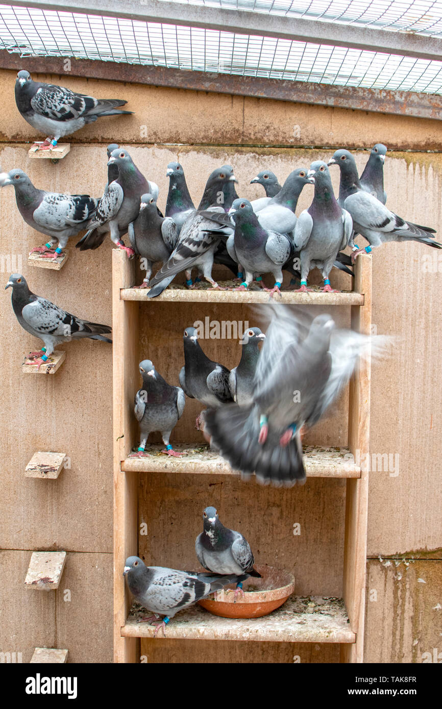 Messenger pigeons hires stock photography and images Alamy