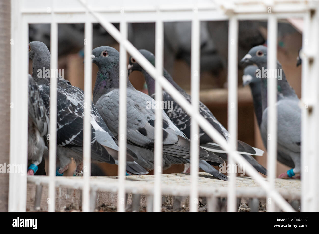 Messenger pigeons hires stock photography and images Alamy
