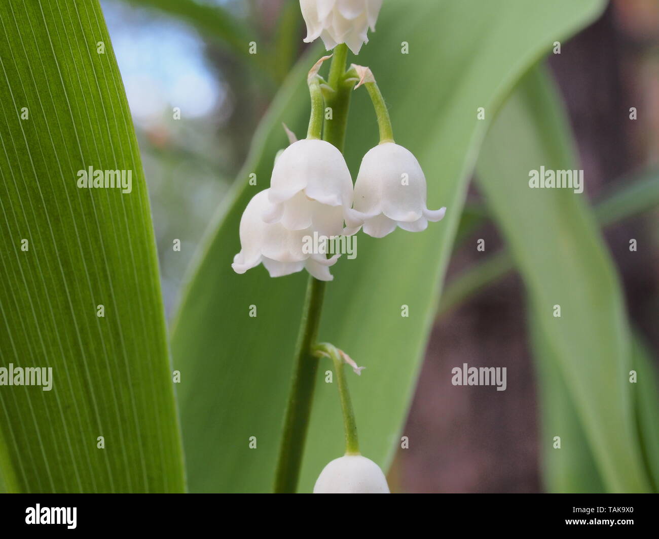 Small white buds of lilies of the valley. Spring wild forest flowers. Macro mode. Stock Photo