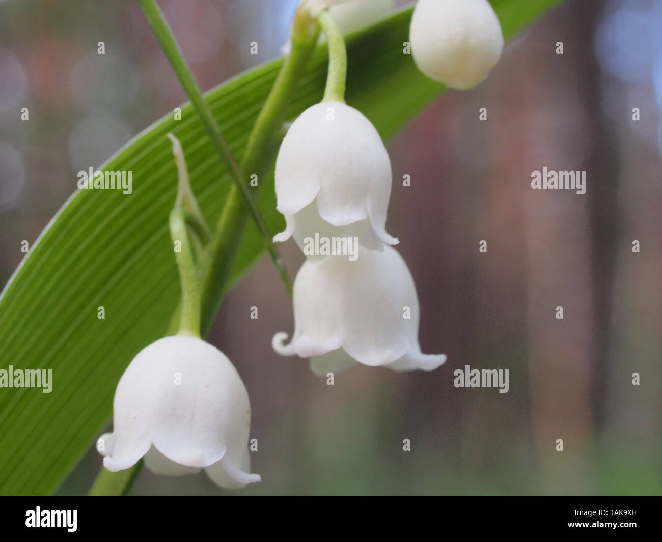 Small white buds of lilies of the valley. Spring wild forest flowers ...