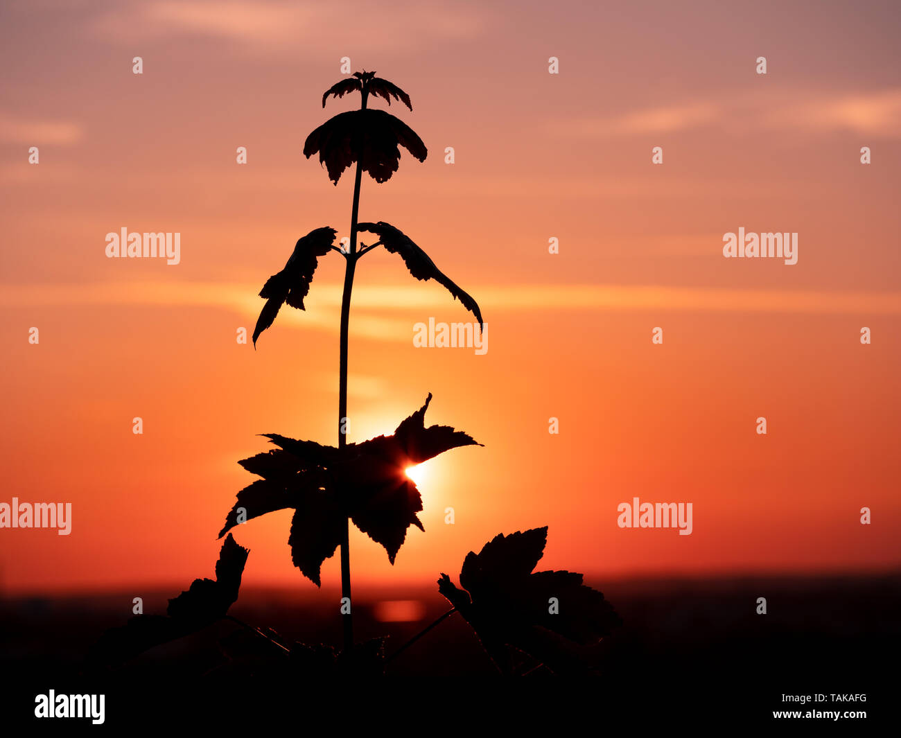 Image of a plant silhouette during sunset. Background Stock Photo