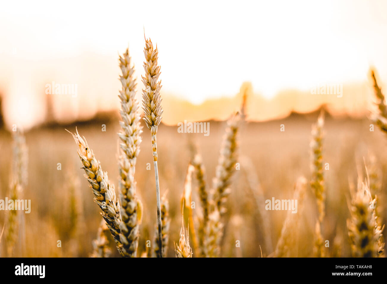 Wheat field. Ears of golden wheat close up. Beautiful Nature Sunset ...