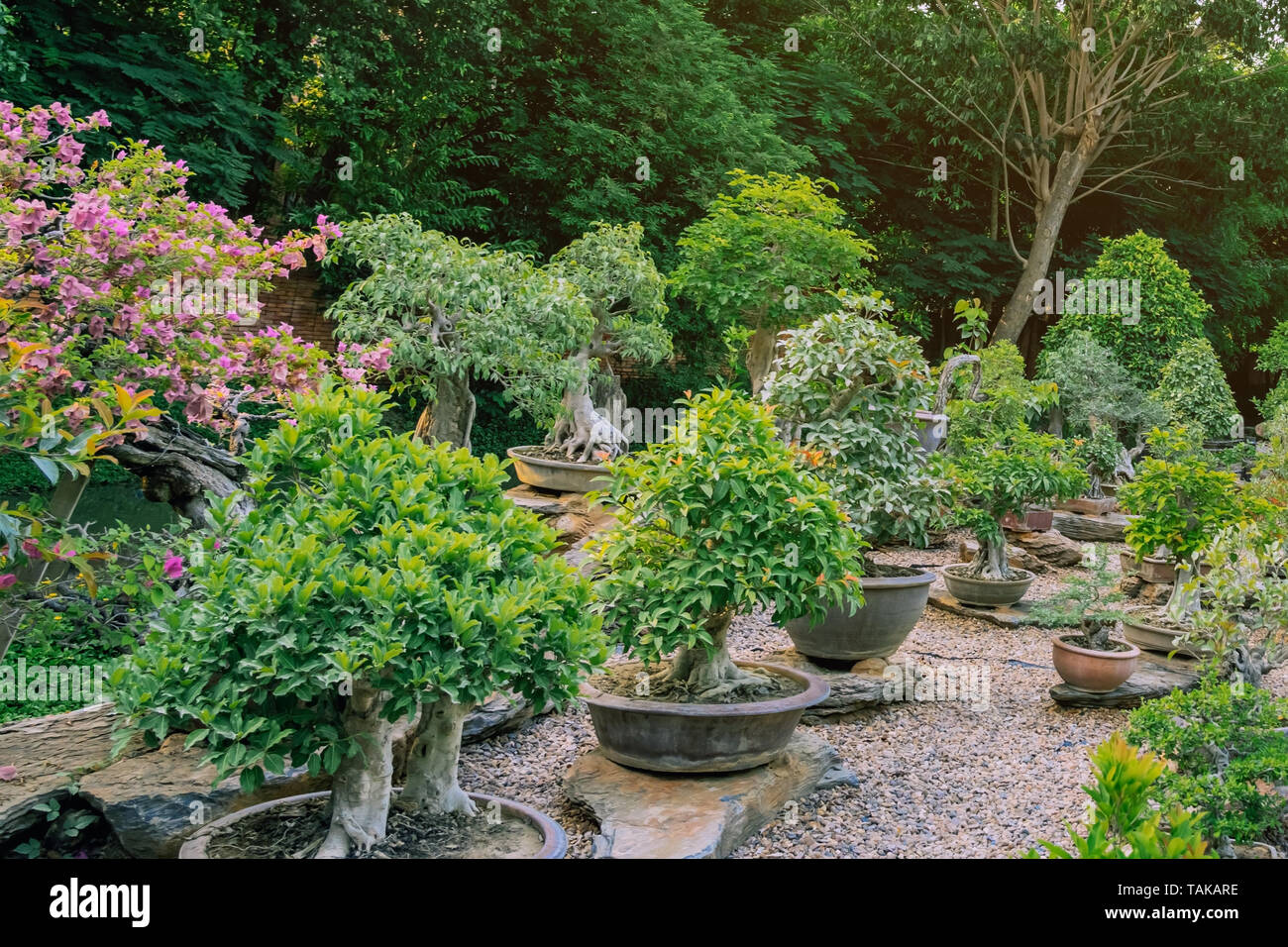 Variety of Bonsai trees were planted in pots and was many sorted for decoration in public garden. Stock Photo