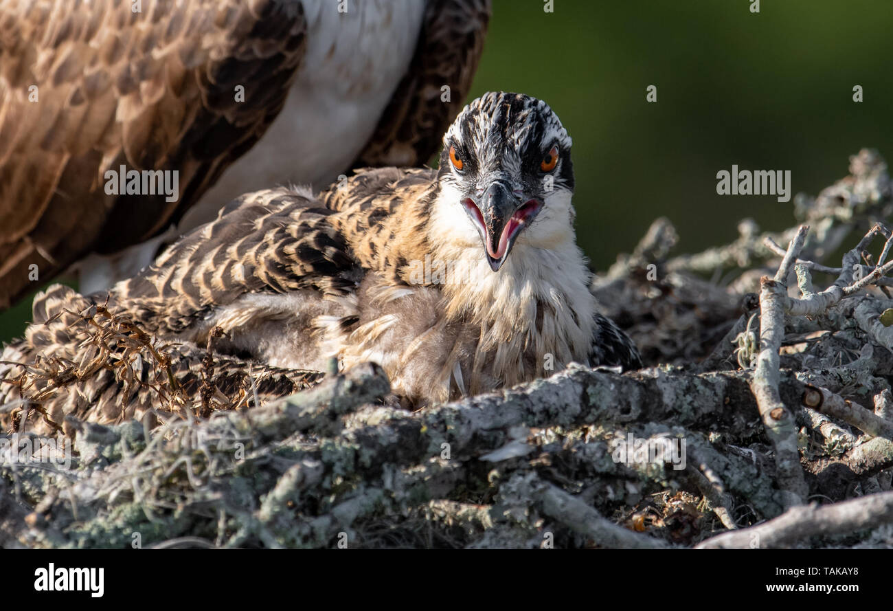 Osprey in Florida Stock Photo Alamy