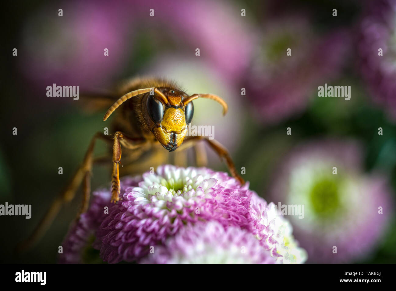 vespa velutina or asian wasp Stock Photo