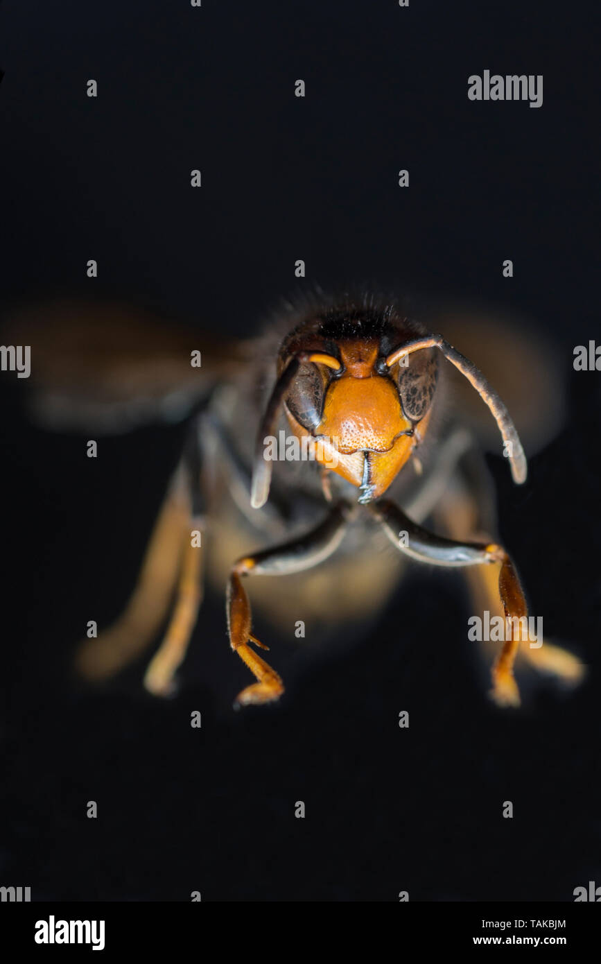 vespa velutina or asian wasp Stock Photo