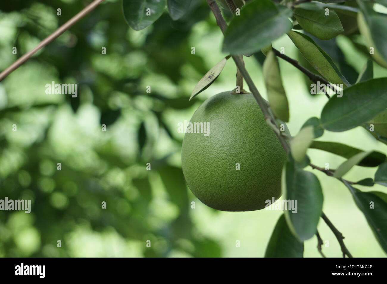 Pomelo fruit trees hires stock photography and images Alamy