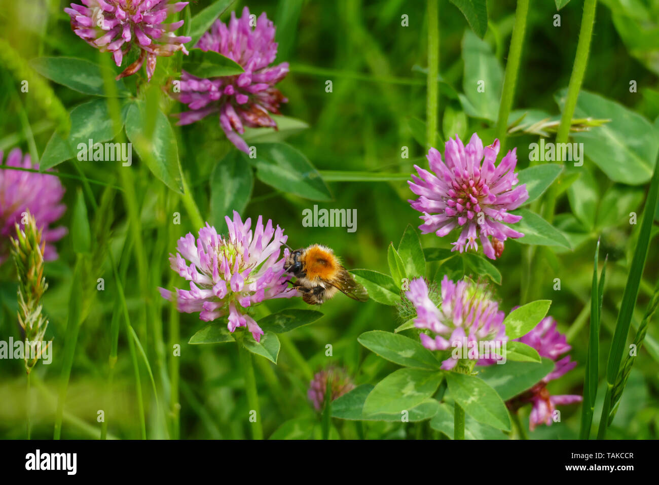 Hummel fliegt auf eine lila, violett farbener Wiesen Klee Blüte, auf einer Wiese Stock Photo