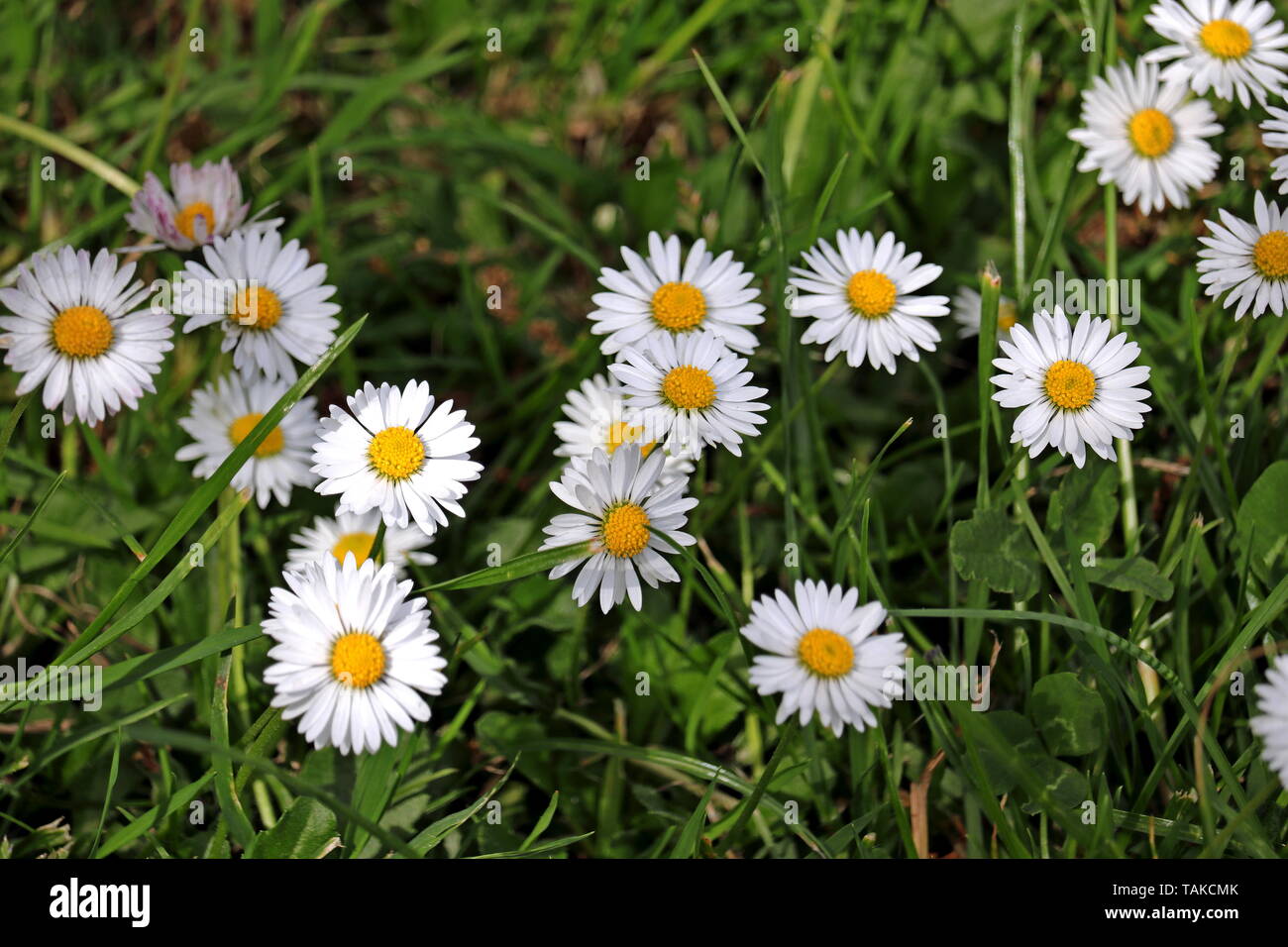 Daisy, Bellis perennis of the Asteraceae family. Many plants share the name daisy, so it is often called common daisy, lawn daisy or English daisy Stock Photo
