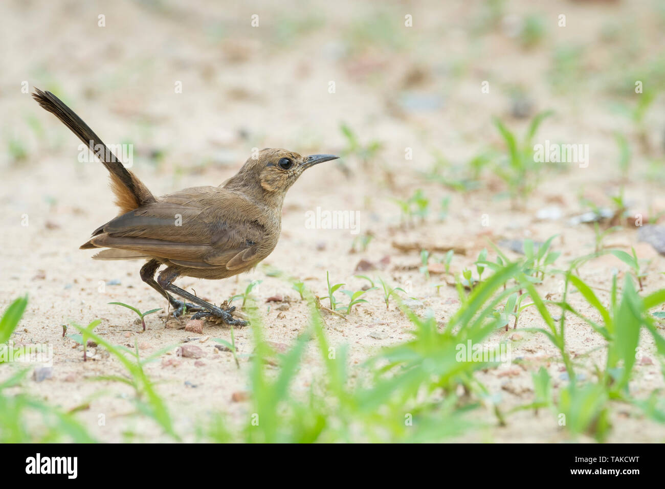 Indian Robin (Saxicoloides fulicatus) portrait. Keoladeo National Park. Bharatpur. Rajasthan. India. Stock Photo