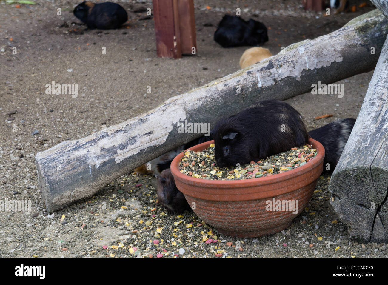 Picture of Guinea pig eating in a pot Stock Photo - Alamy
