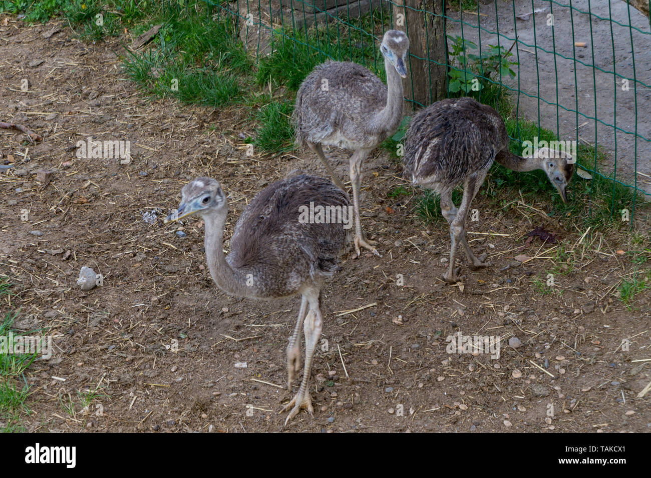Three emu babies in an enclosure Stock Photo