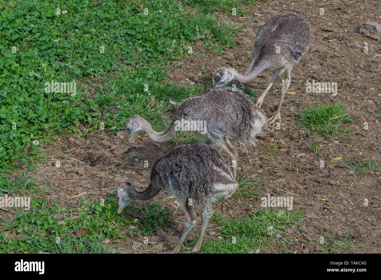 Three emu babies lined up Stock Photo