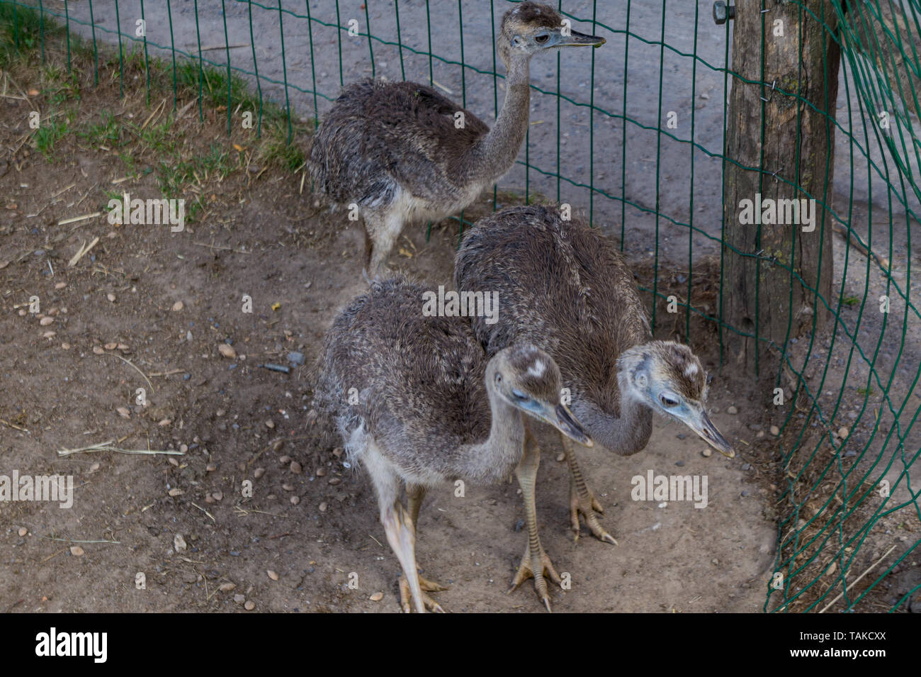 Three emu babies facing a fence Stock Photo