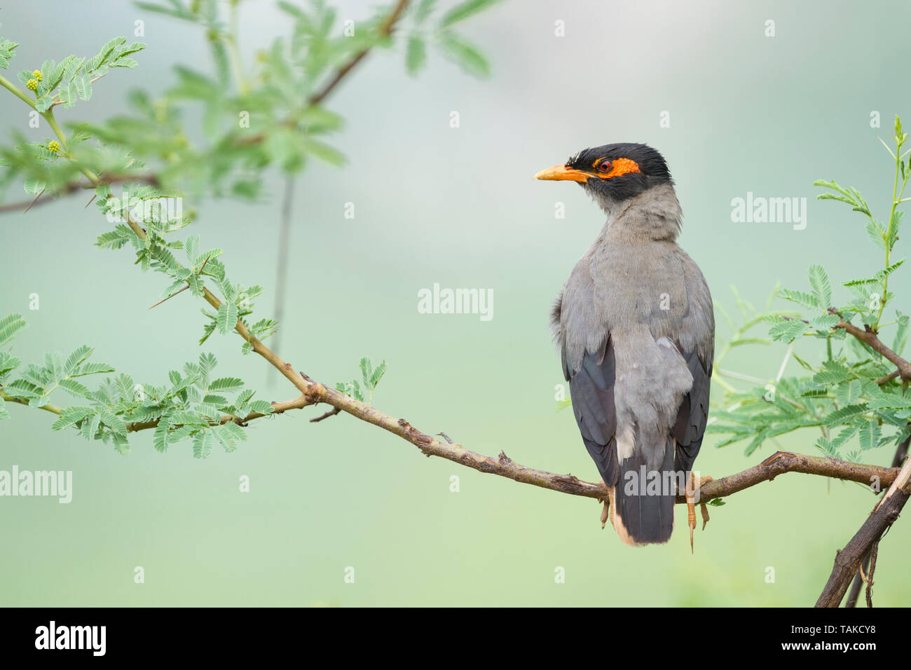 Bank Myna (Acridotheres ginginianus) perched on branch. Rajasthan. India. Stock Photo