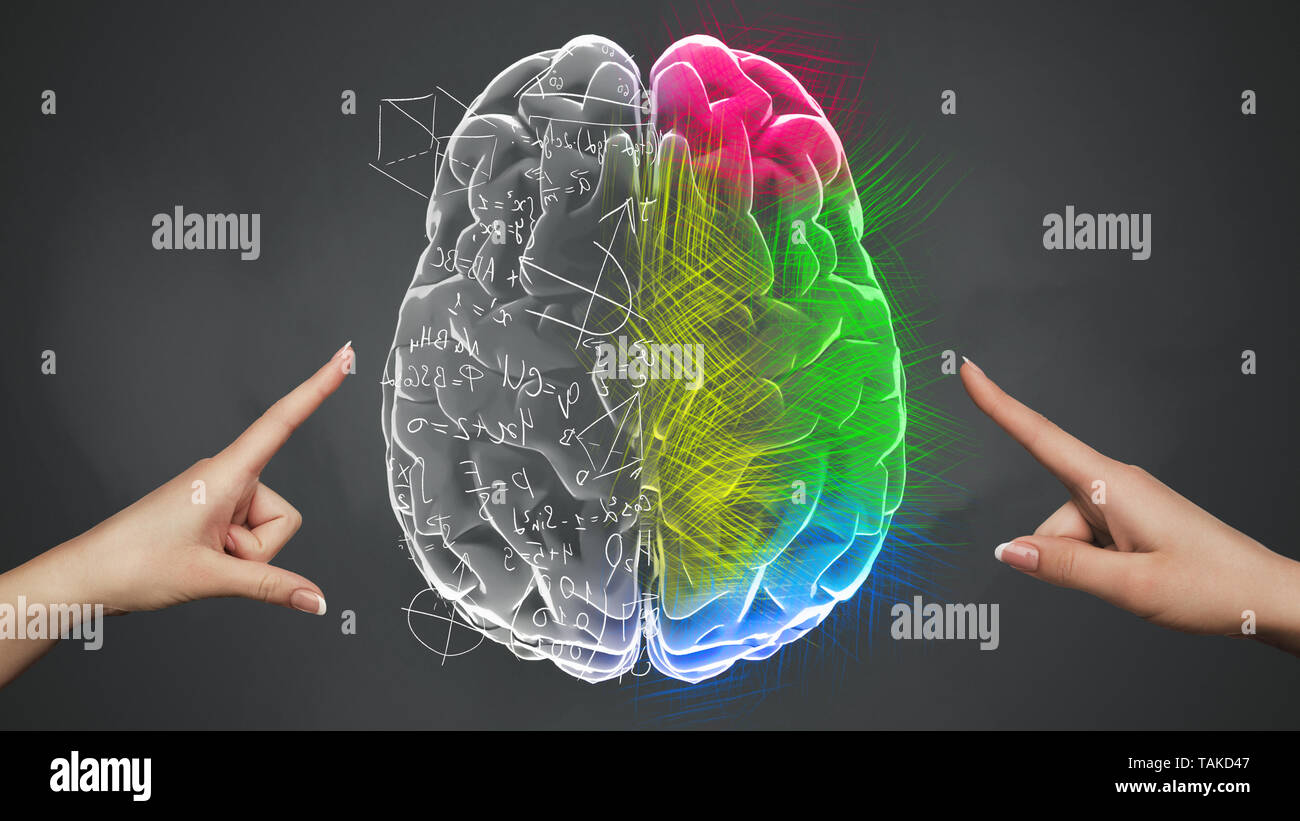 Female hands touching Analytical and Creative part of brain Stock Photo
