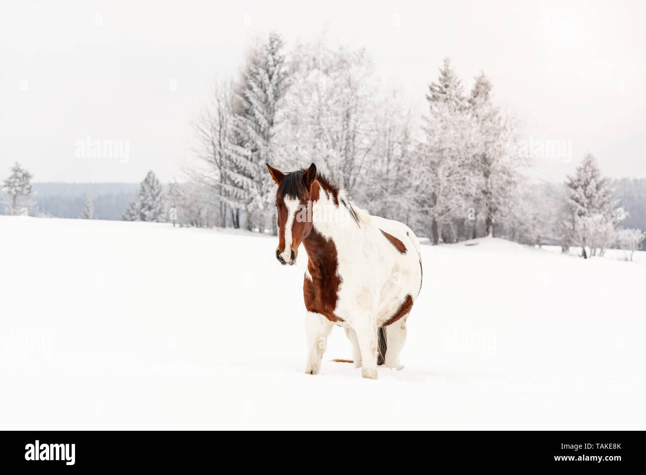Brown and white horse, Slovak Warmblood breed, walking on snow, blurred trees and mountains in background, view from front Stock Photo