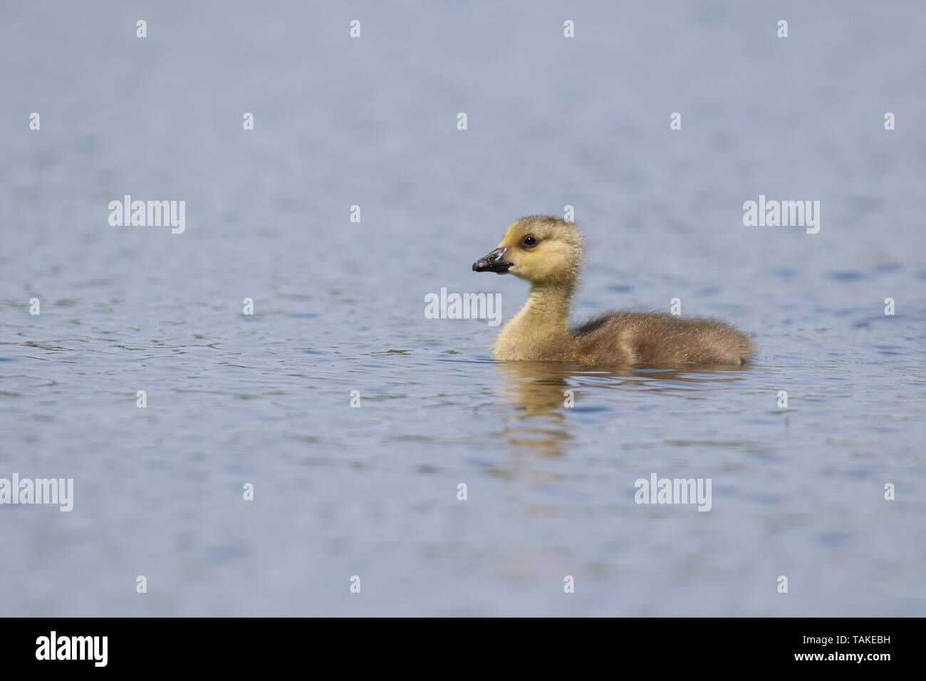 A little Canada goose gosling Branta canadensis swimming all alone on a pond in Springtime Stock Photo