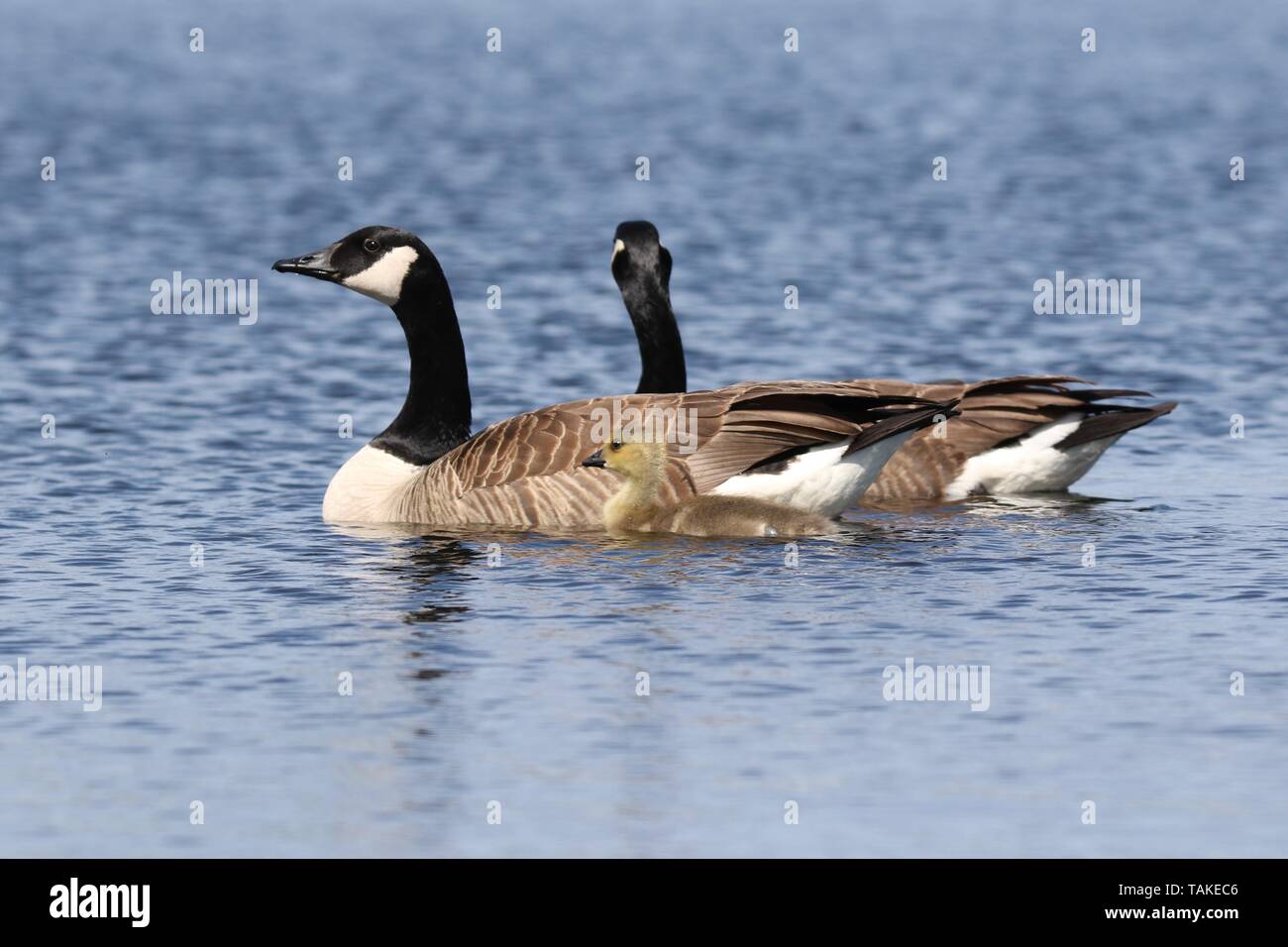 A Pair of Canada Geese Branta canadensis swimming on a blue lake with their young gosling Stock Photo