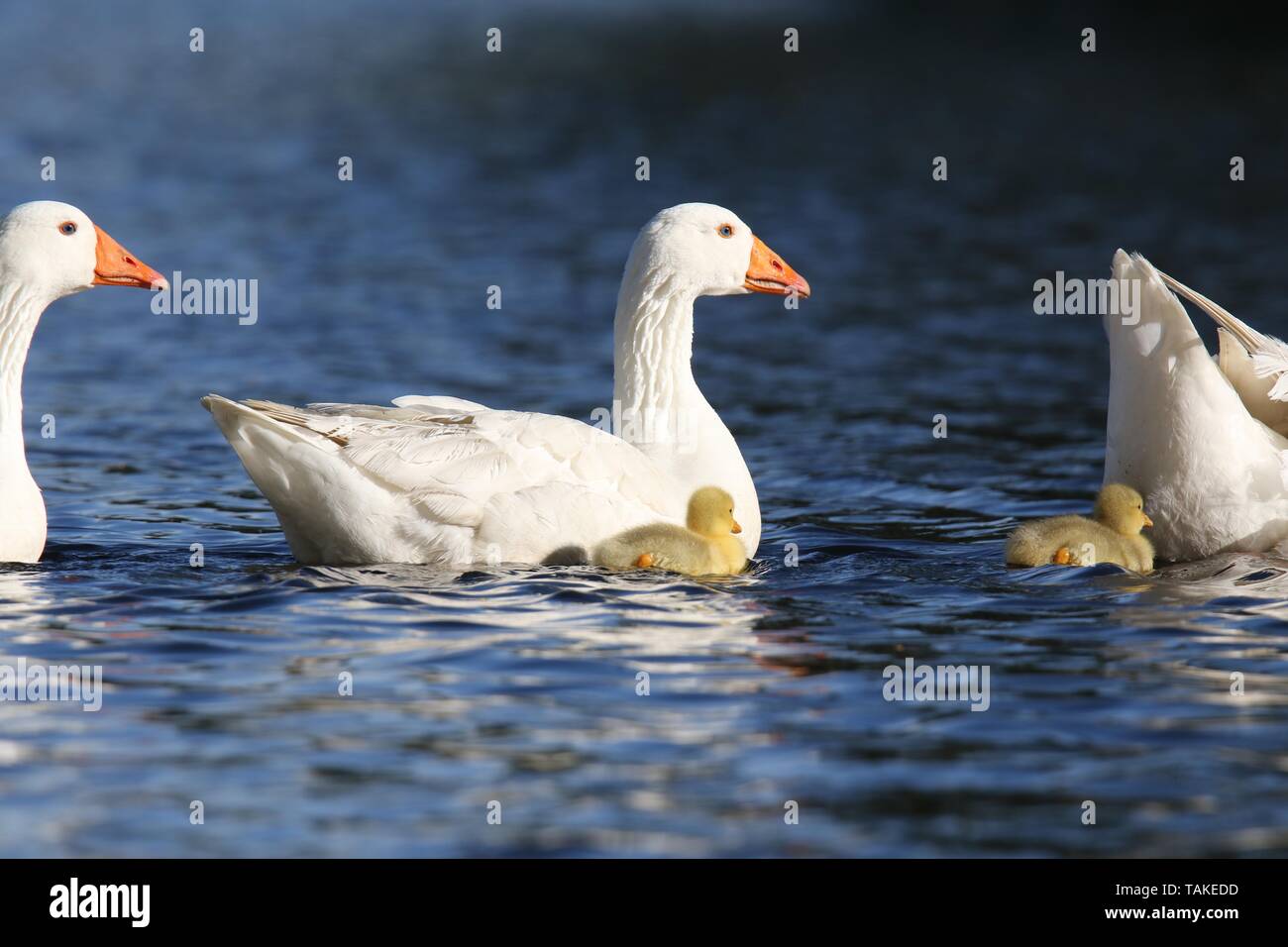 Goose parents swimming with their three goslings in Springtime Stock Photo