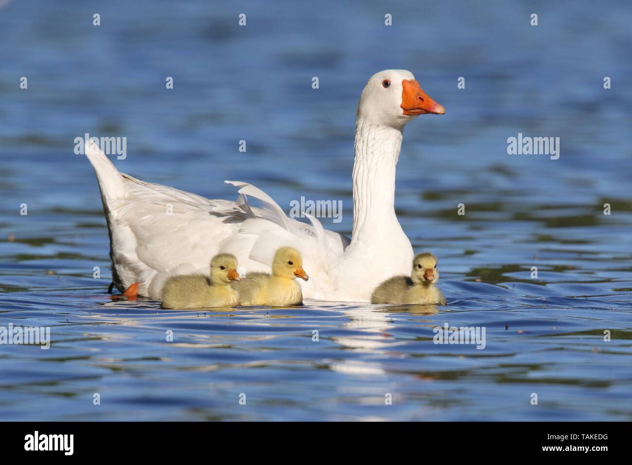 Goose parents swimming with their three goslings in Springtime Stock Photo