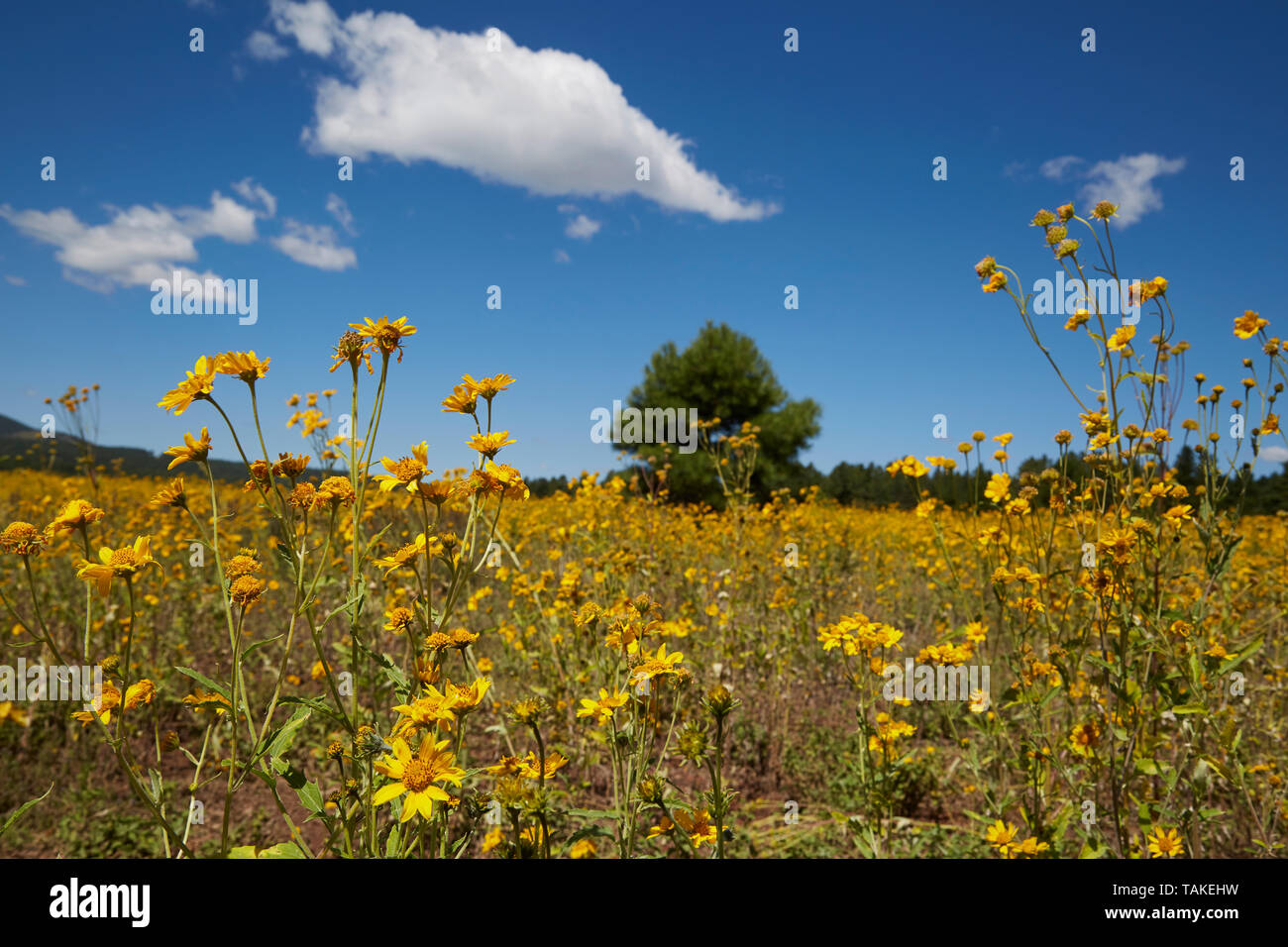 Field of yellow flowers with blue sky, green tree, and fluffy white clouds. Stock Photo