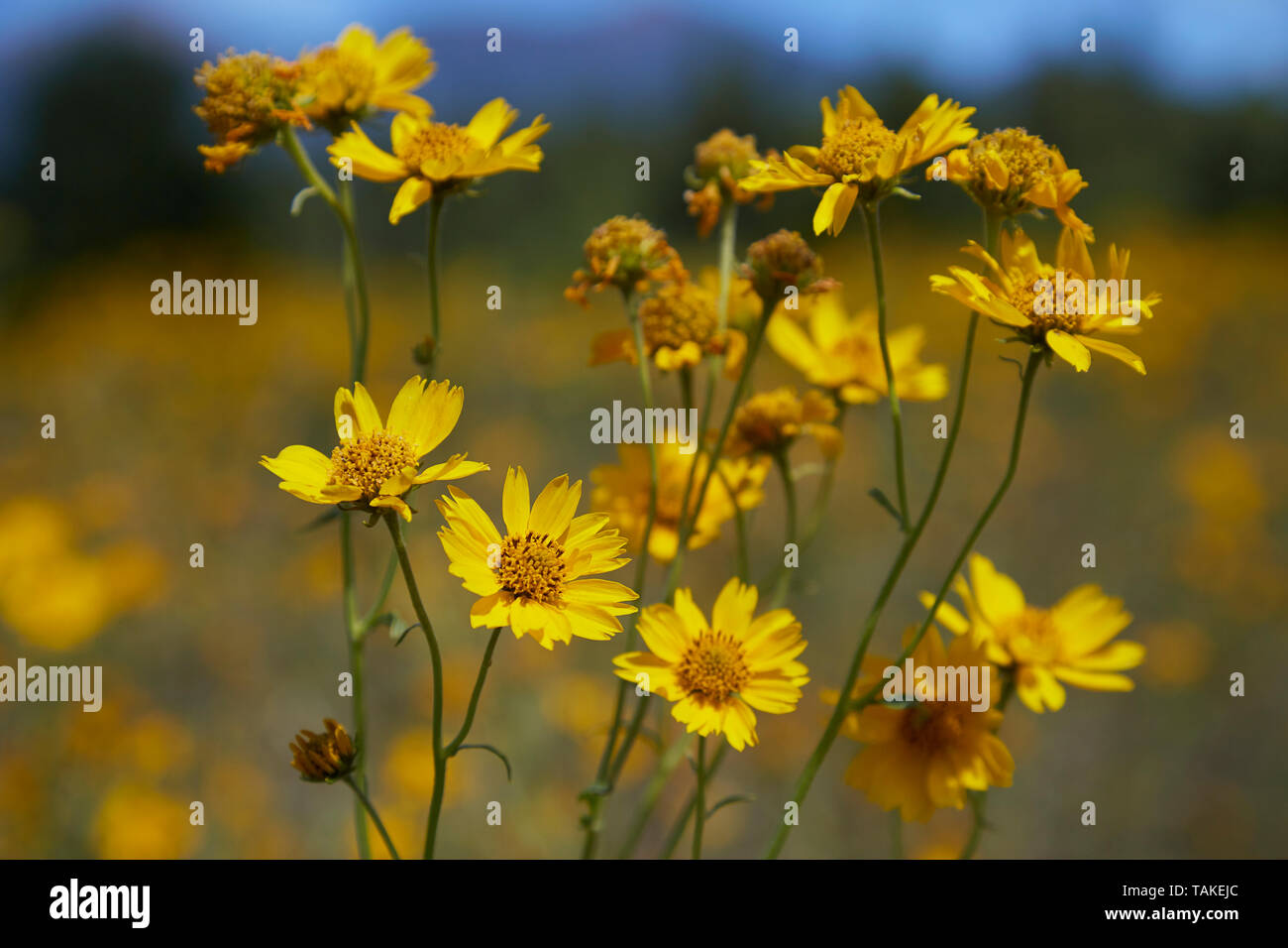Close up on yellow flowers growing in field, with blurry background. Stock Photo