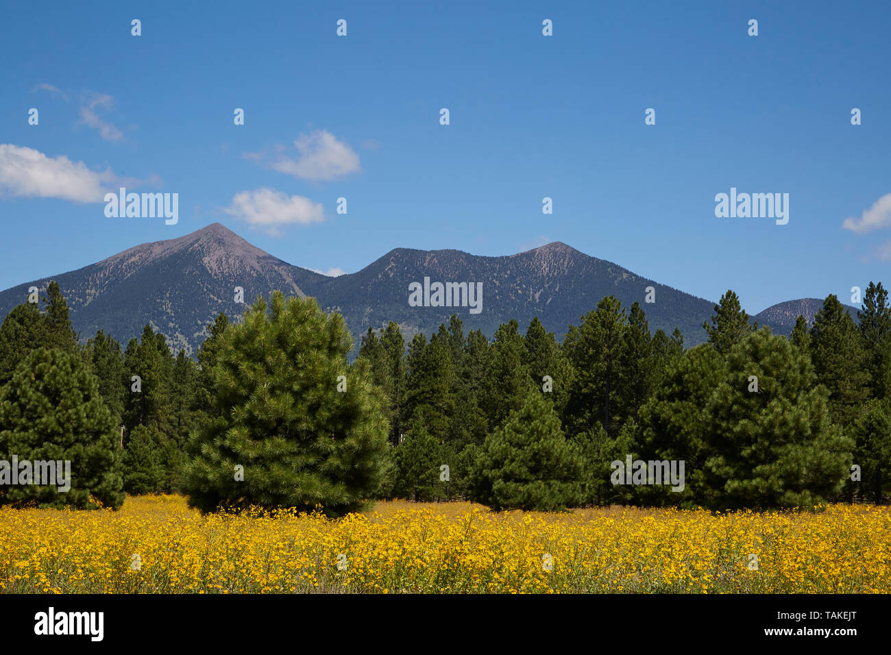 Field of yellow flowers with blue sky, mountain, and pine trees in background. Stock Photo