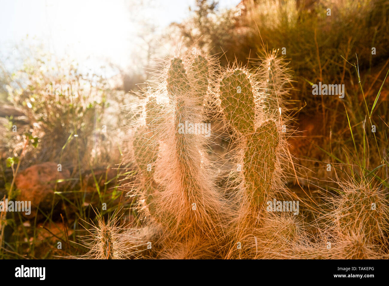 Cactus in warm afternoon sunlight Stock Photo Alamy