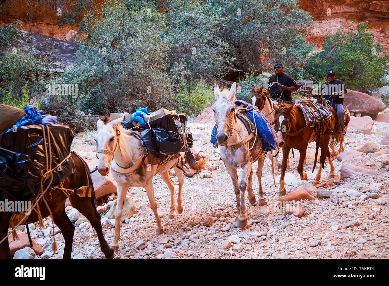 Mule packs hires stock photography and images Alamy